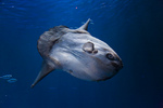 Ocean sunfish swims